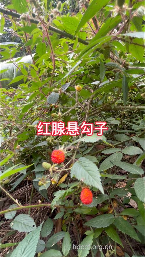 红毛悬钩子的功效与作用