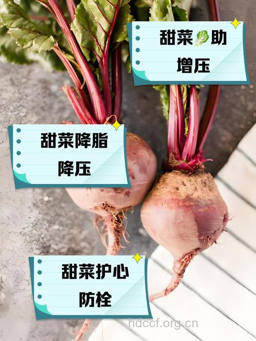 菜板的功效与作用