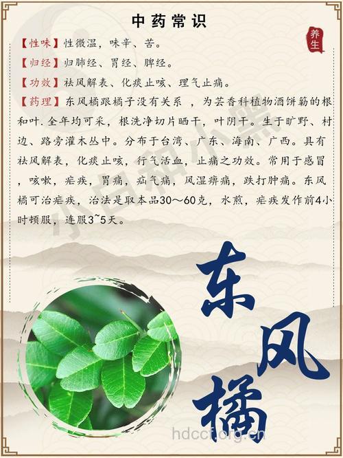 东风橘的功效与作用