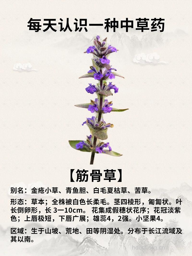 忽布筋骨草的功效与作用
