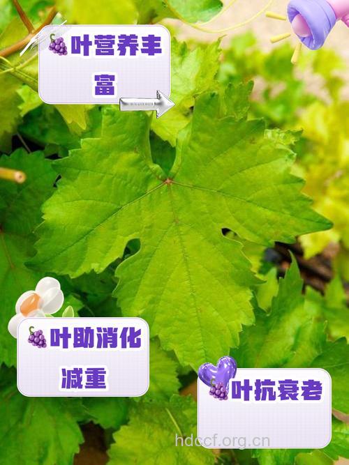 复叶葡萄叶的功效与作用