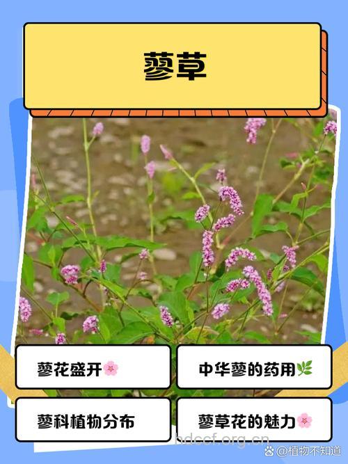 翅柄蓼的功效与作用