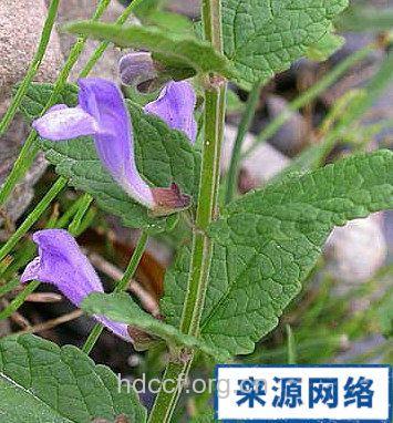 兜冠黄共享的功效与作用