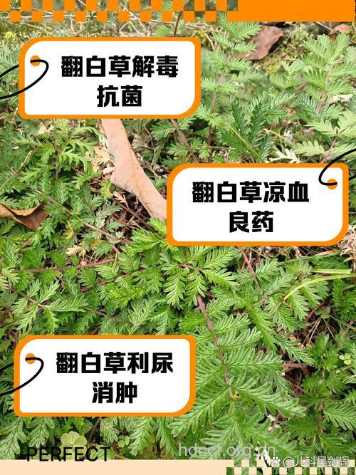 翻白草的功效与作用