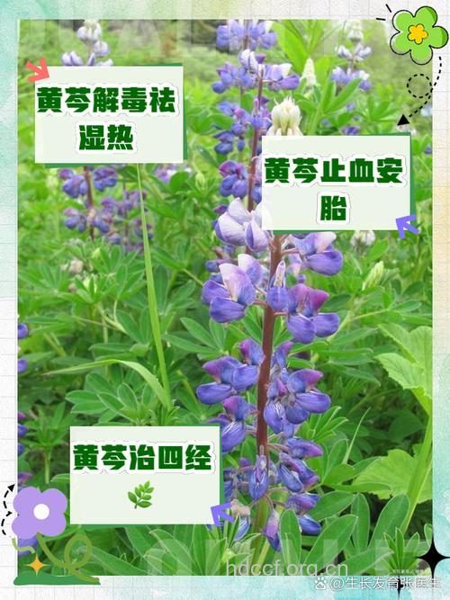 峨眉黄芩的功效与作用
