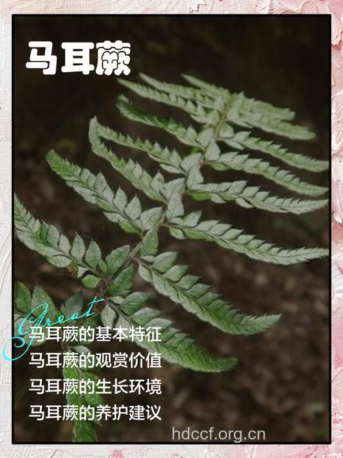 对马耳蕨的功效与作用