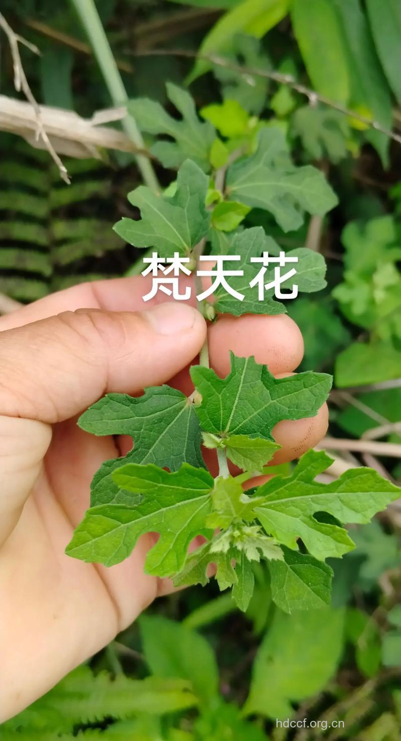 梵天花根的功效与作用