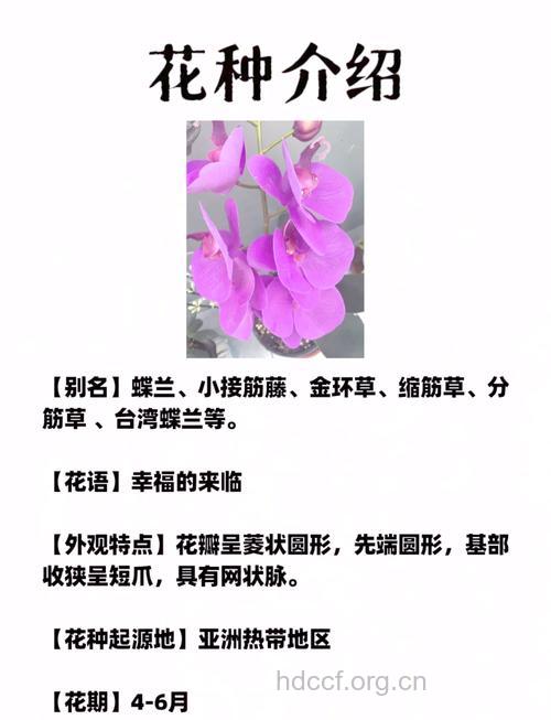 蝶兰的功效与作用