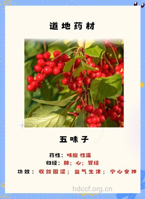 华中五味子的功效与作用