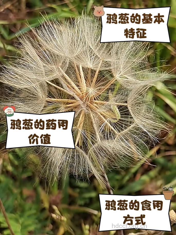 叉枝鸦葱的功效与作用