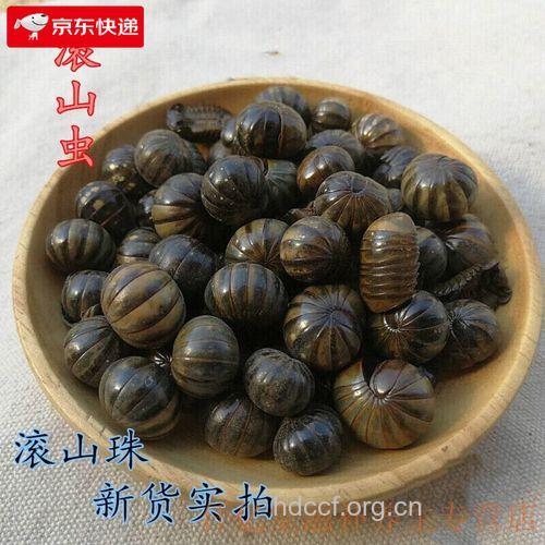 滚山虫的功效与作用