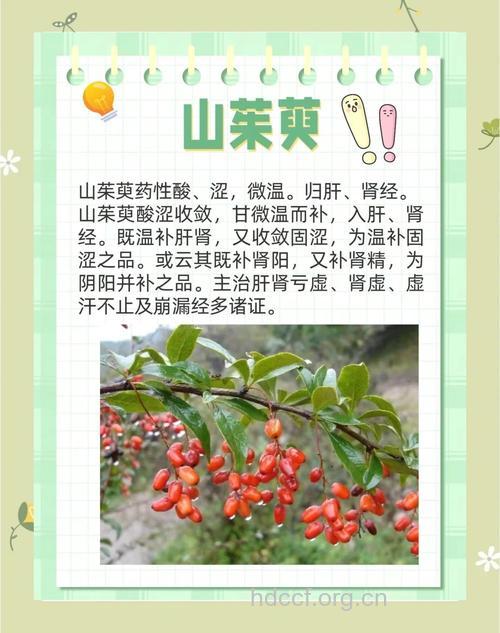 川鄂山茱萸的功效与作用