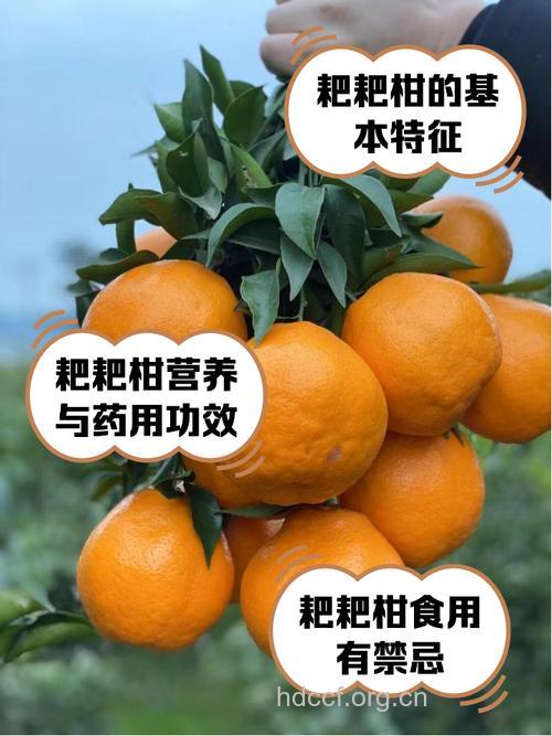 柑的功效与作用