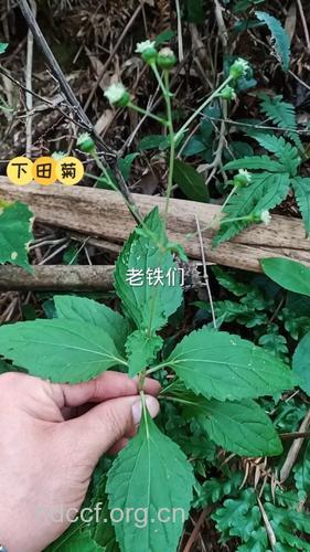 风气草的功效与作用