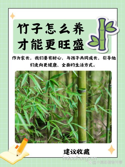 慈竹的功效与作用