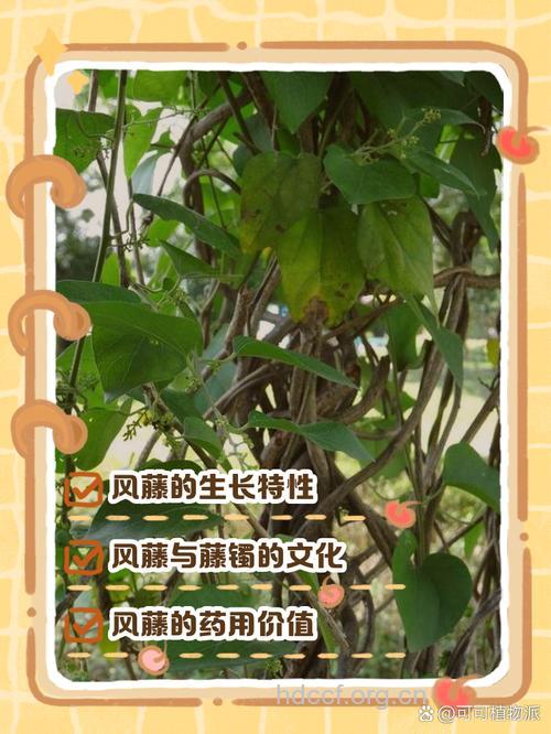 风叶藤的功效与作用