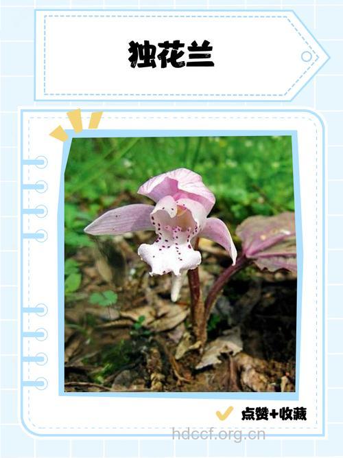 独花兰的功效与作用