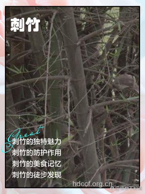 刺竹叶的功效与作用