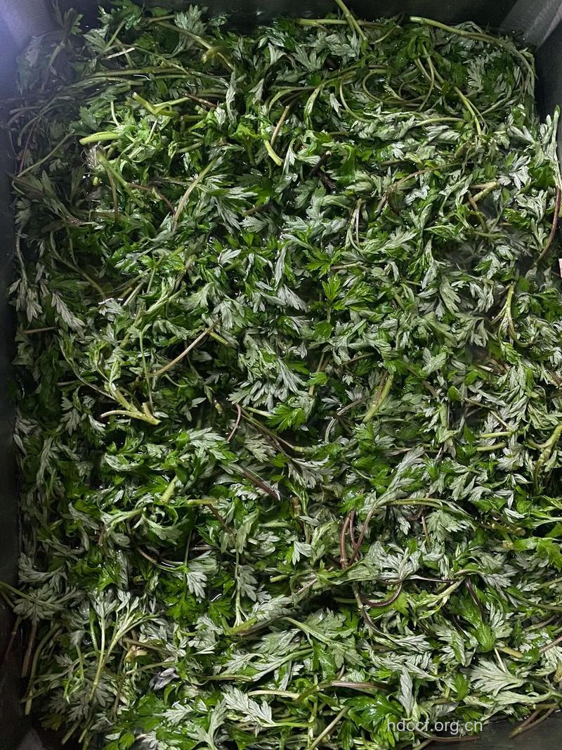 红蒿枝的功效与作用