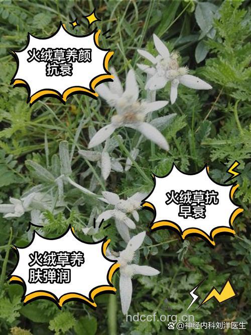 分枝火绒草的功效与作用