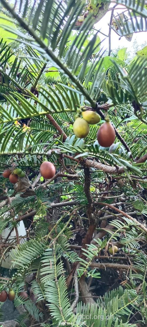 粗榧根的功效与作用