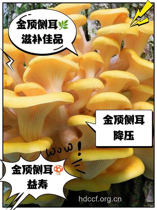 侧耳的功效与作用