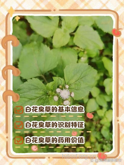臭草的功效与作用