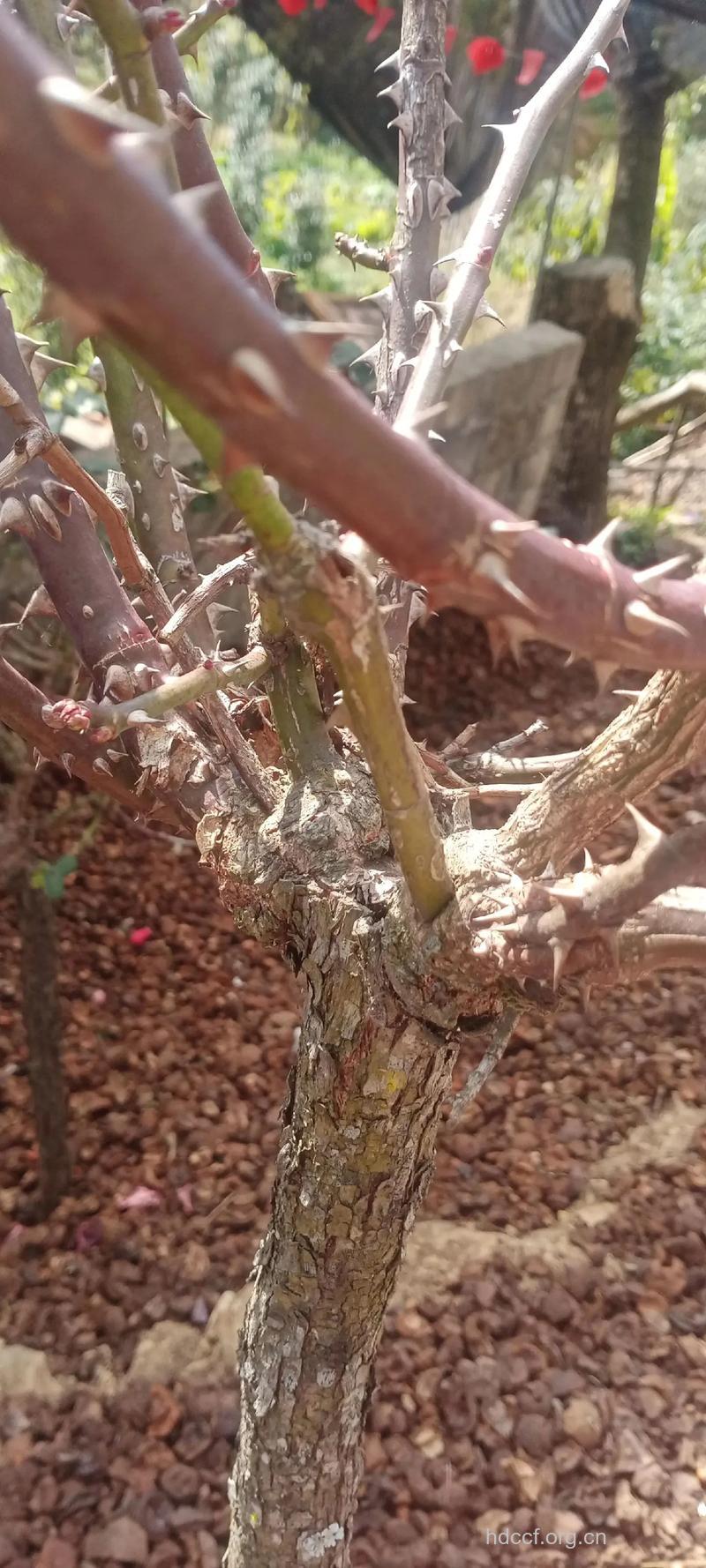 倒钩刺的功效与作用