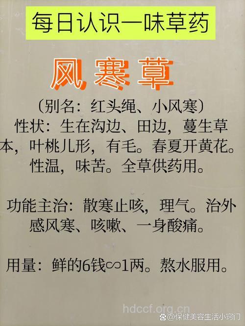 风寒草的功效与作用