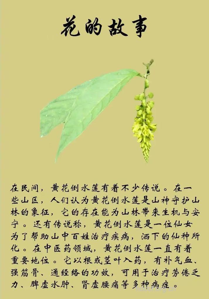 倒插花的功效与作用