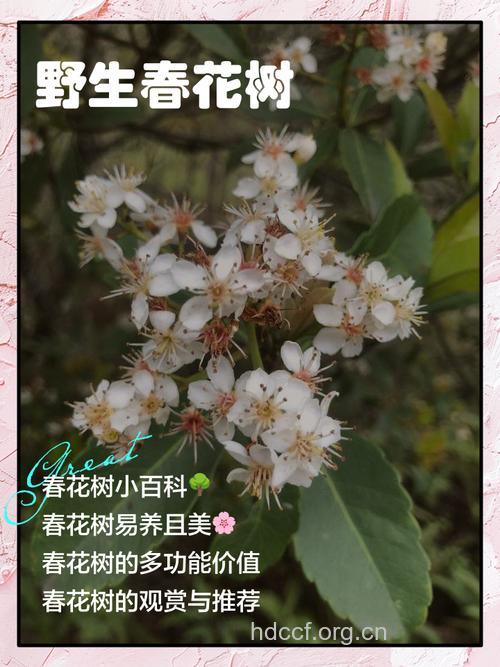 春花木的功效与作用