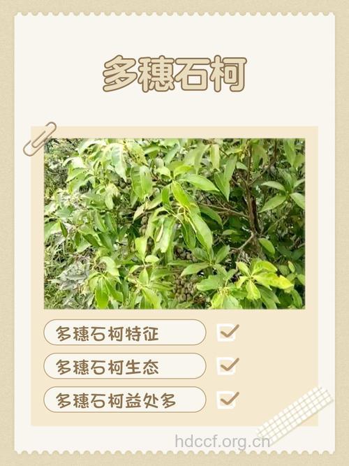 多穗石柯果的功效与作用
