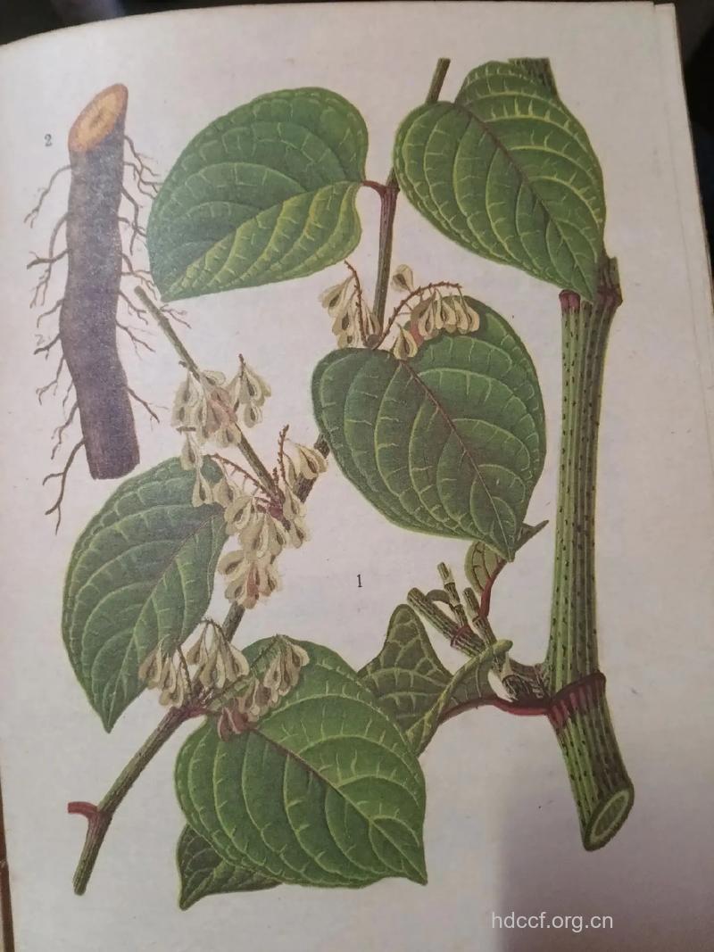 大叶蛇总管的功效与作用