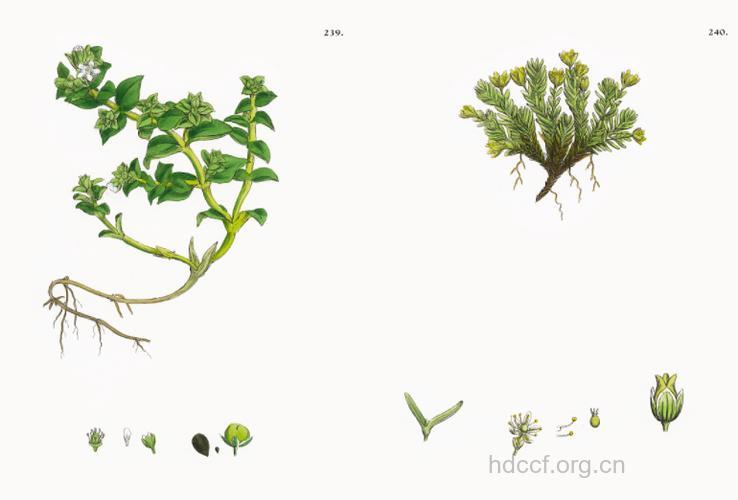 高原蚤缀的功效与作用