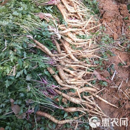 川明参的功效与作用