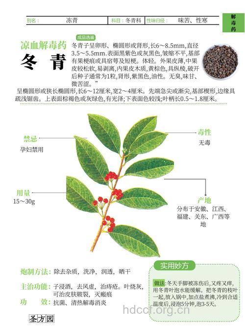 冬青皮的功效与作用