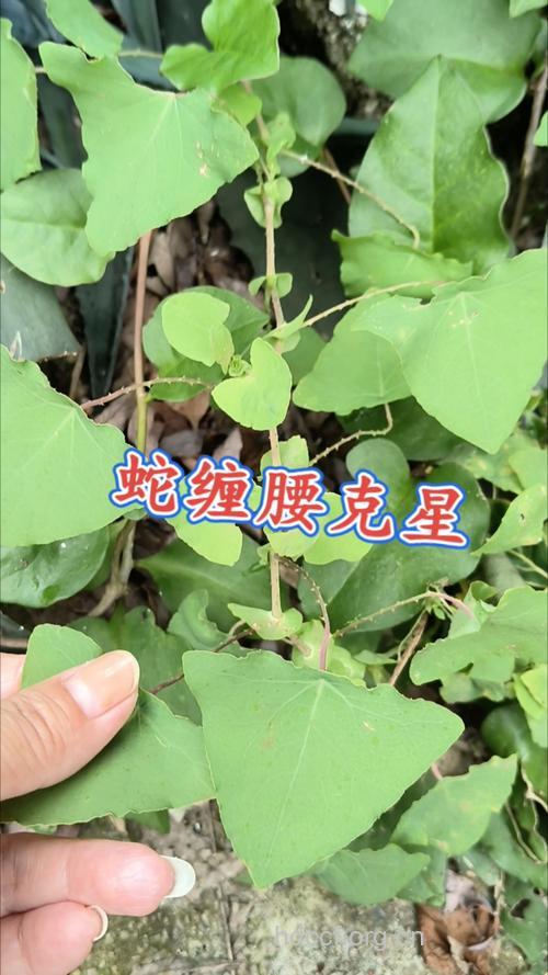 过腰蛇的功效与作用