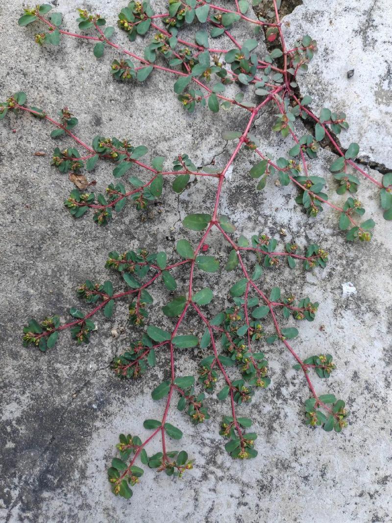 粉叶地锦的功效与作用