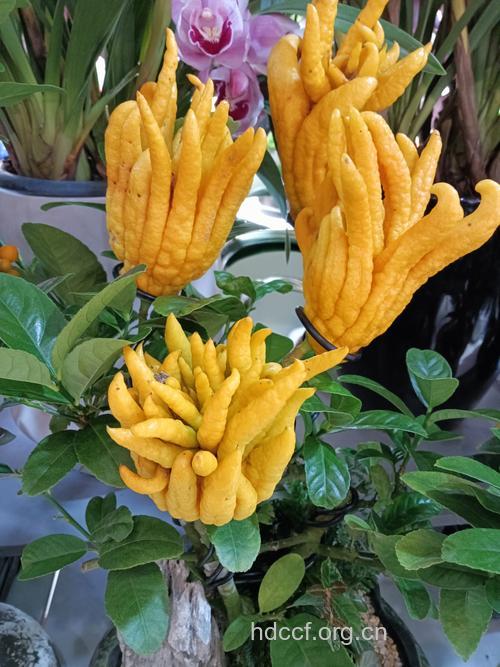 佛手花的功效与作用