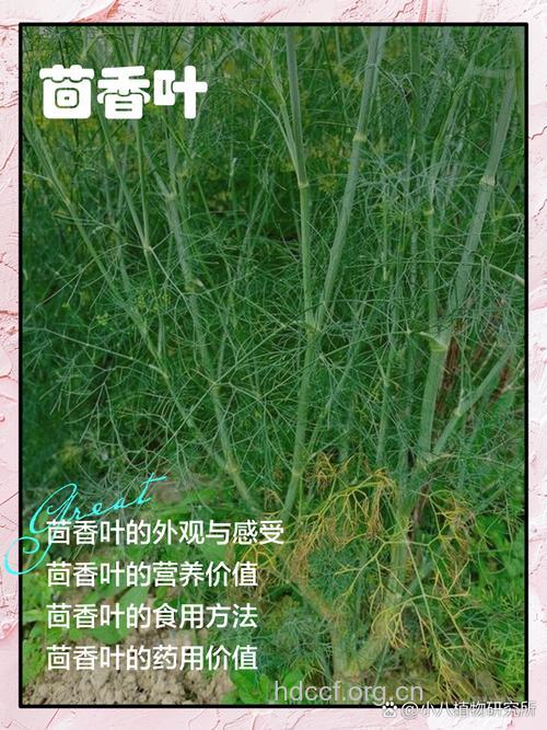 红茴香叶的功效与作用