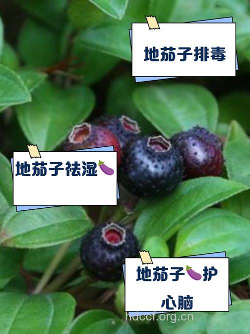 地茄子的功效与作用