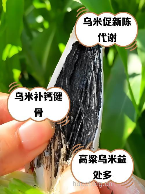 高粱乌米的功效与作用