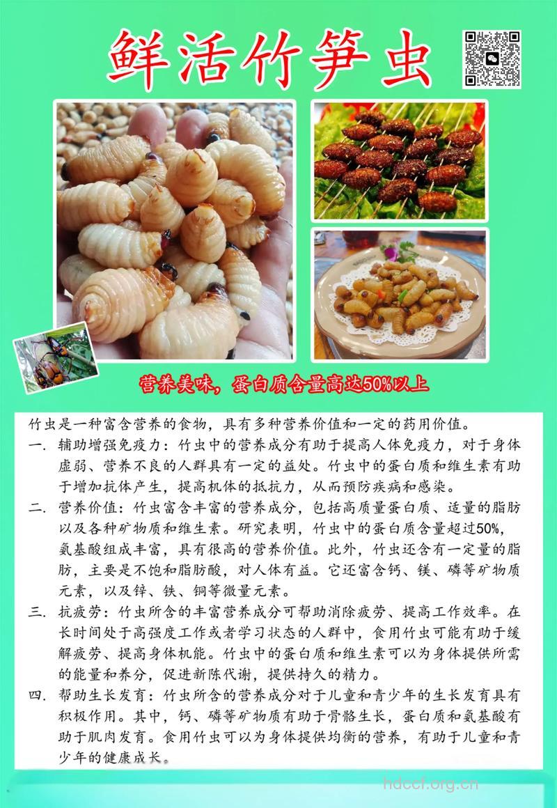 虫笋的功效与作用