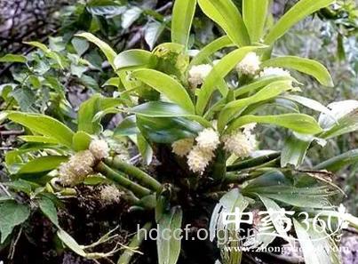 禾叶墨斛的功效与作用