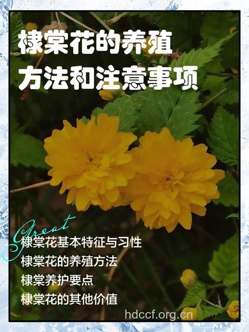 棣棠花的功效与作用