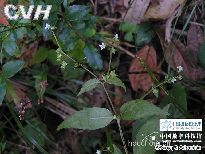 广东耳草的功效与作用