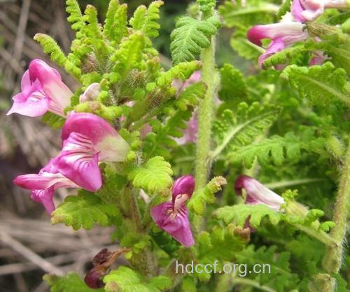 凤尾参的功效与作用