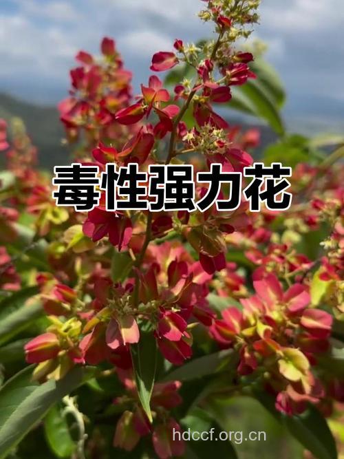 火把花的功效与作用