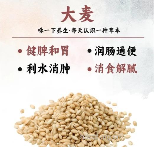 大麦醋糟的功效与作用