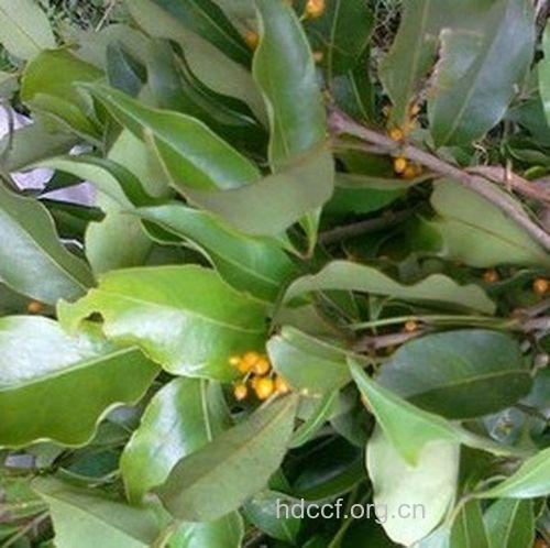 大叶狼豆柴的功效与作用